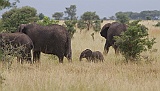 Elephants in Tarangire Park